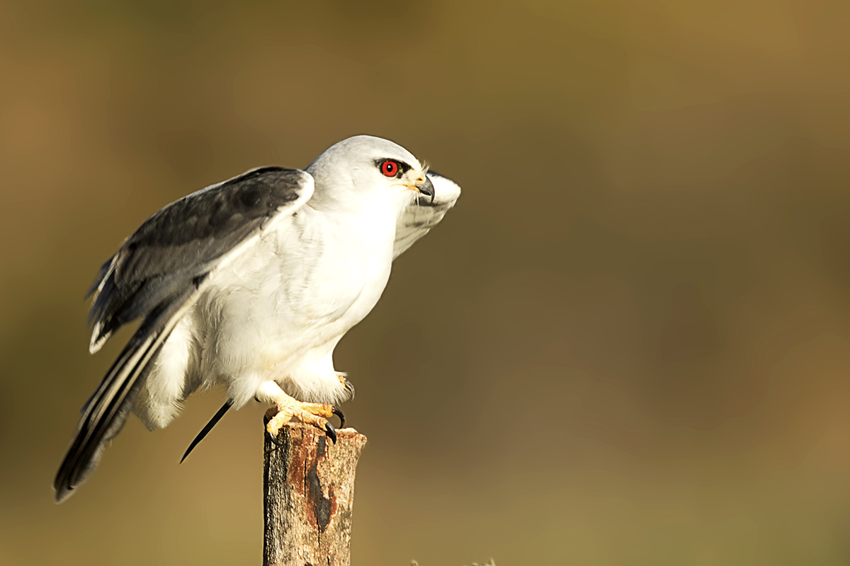 Black-winged Kite